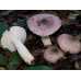 Мицелий Сыроежки ломкой (Russula fragilis)